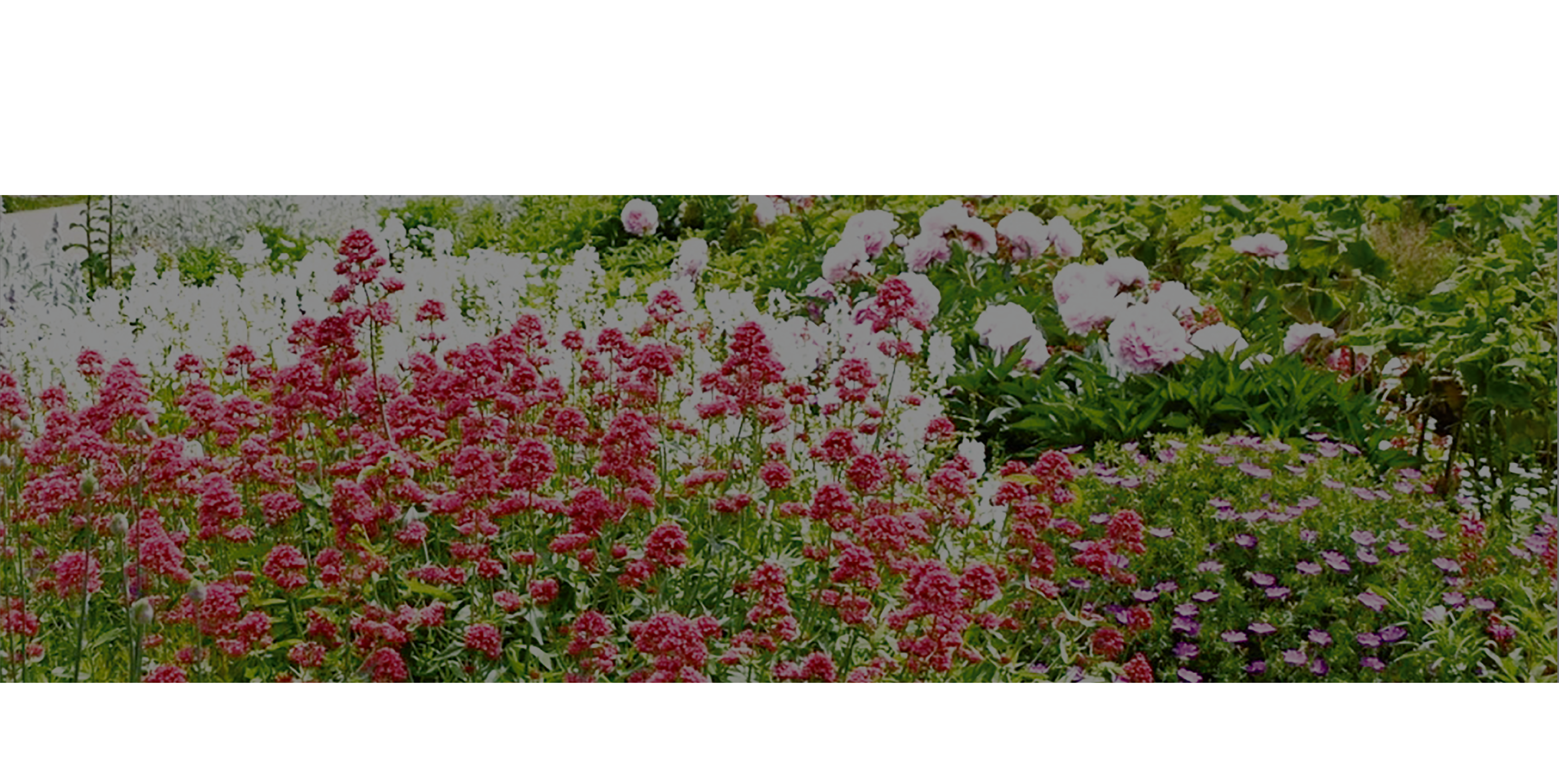 恵庭の花